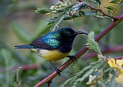 Variable sundbird (cinnyris venusta) Bougainvillea Safari Lodge